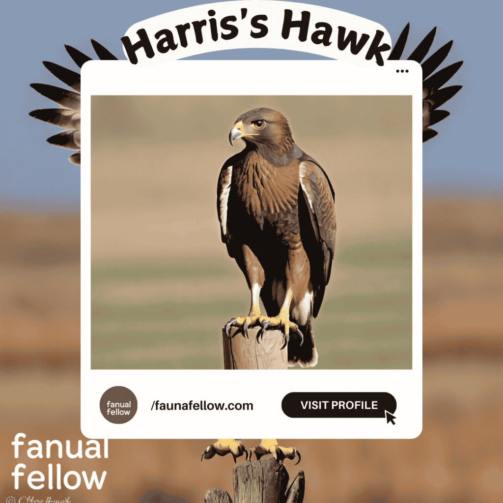 Harris's Hawk