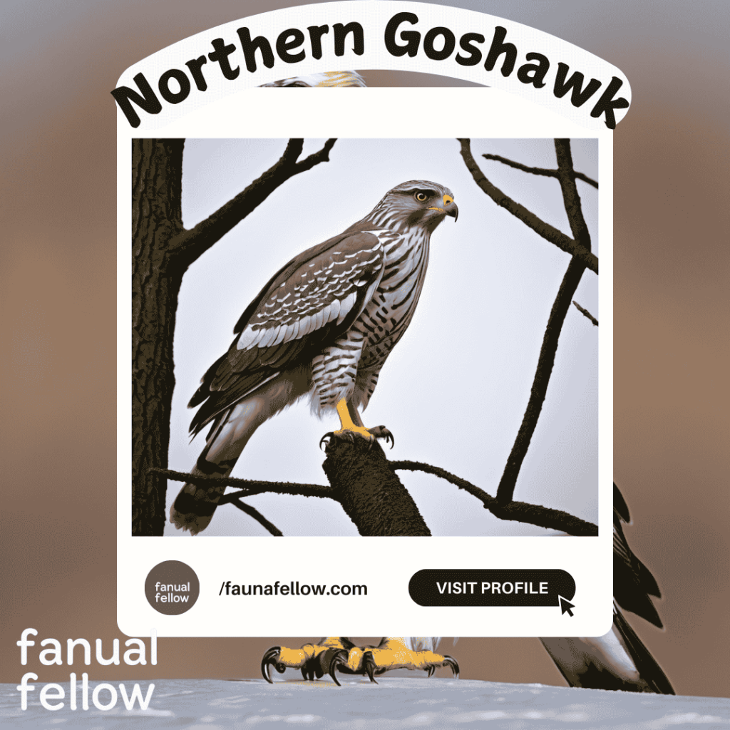 Northern Goshawk