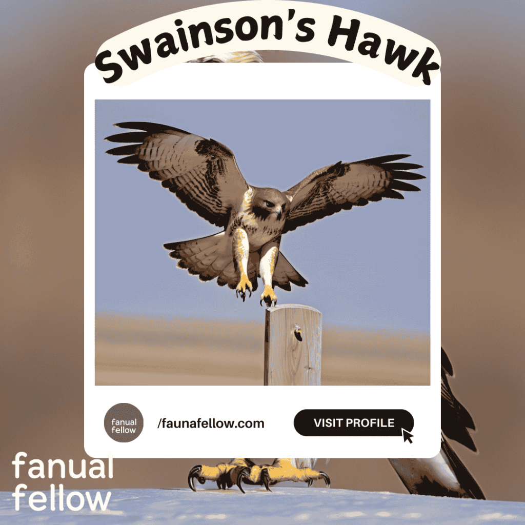 Swainson's Hawk