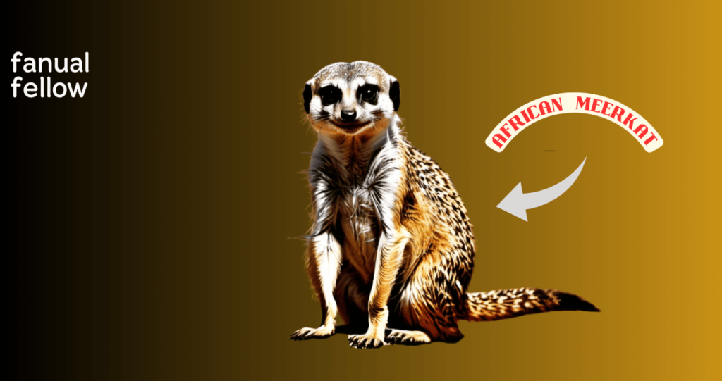 African Names for Meerkat