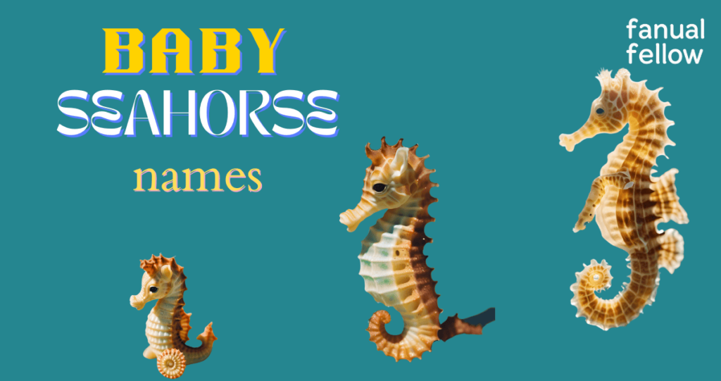 Baby Seahorse names with meanings