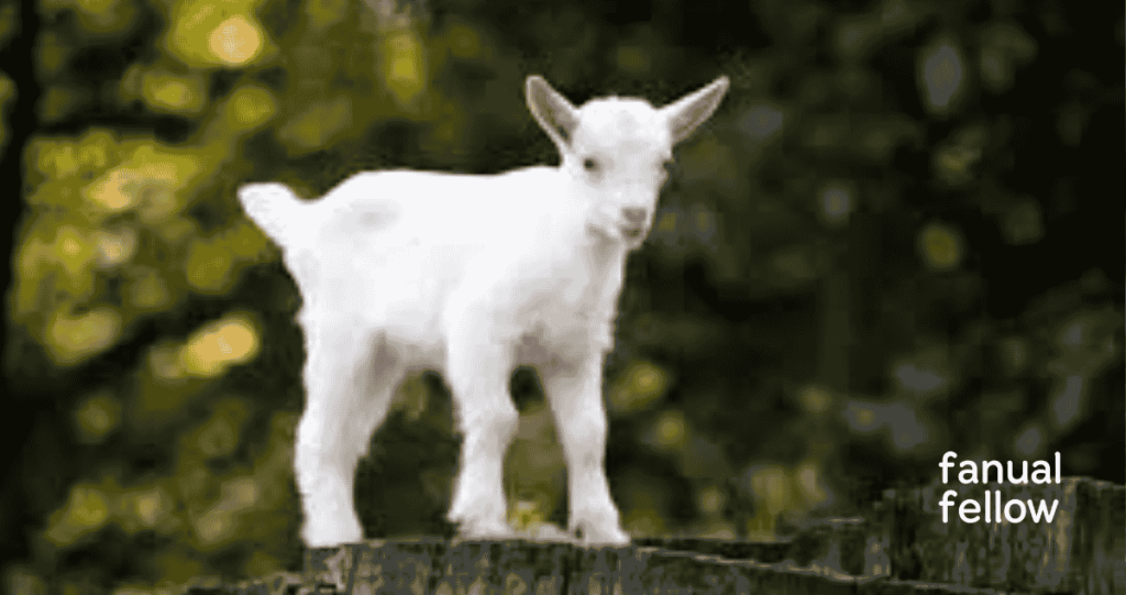 Baby Goat