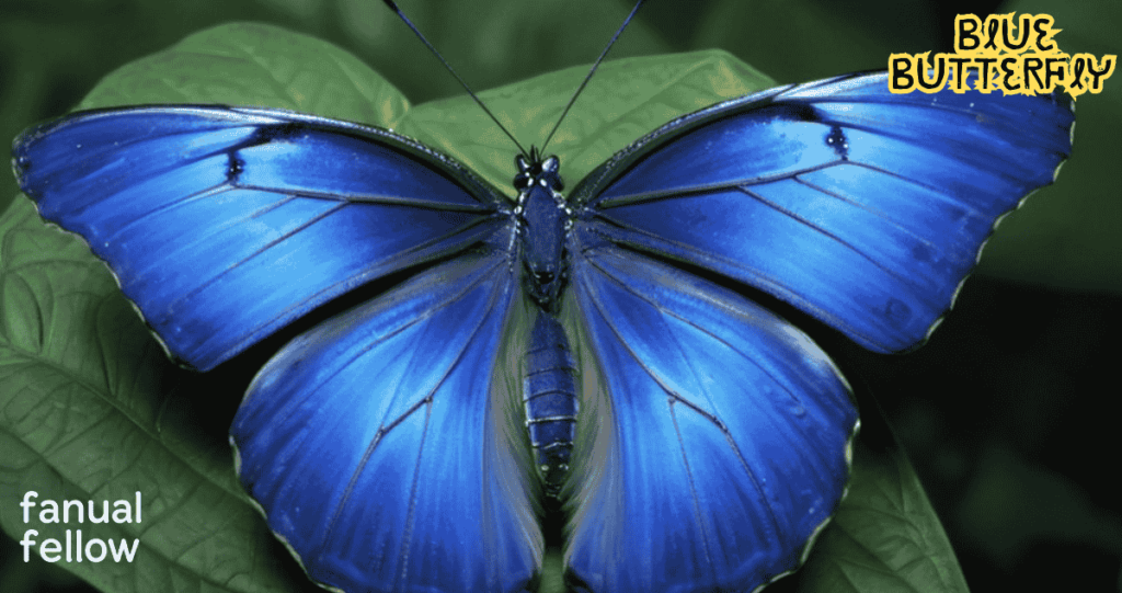 Blue Butterfly names