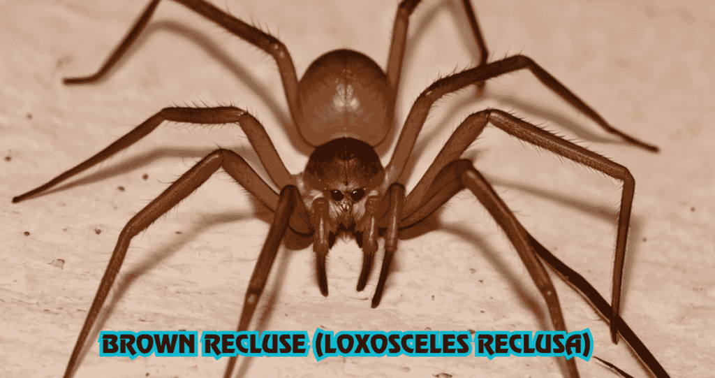 Brown Recluse (Loxosceles reclusa)