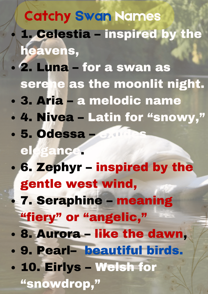 Catchy Swan Names