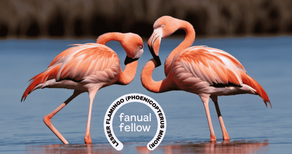 American Flamingo (Phoenicopterus ruber)