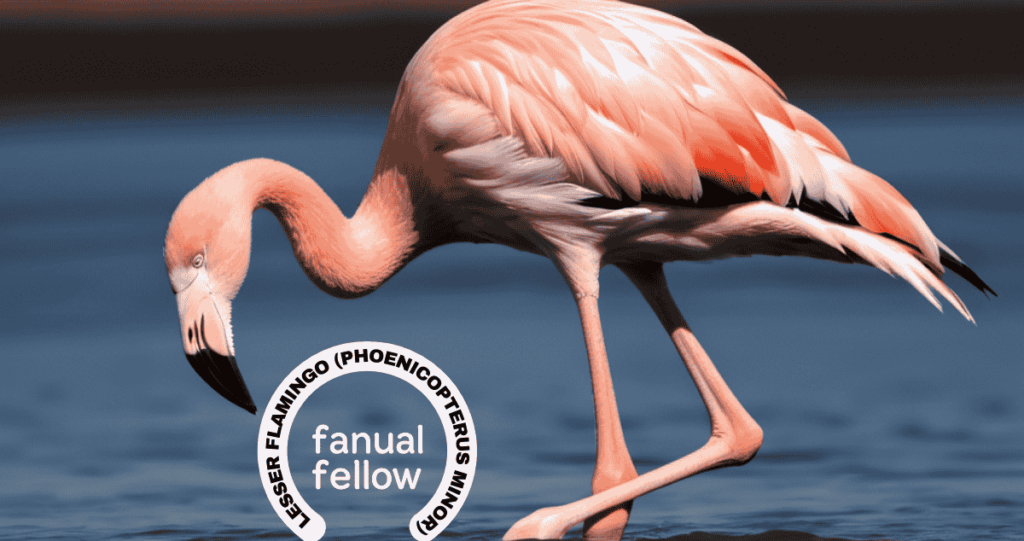 Chilean Flamingo (Phoenicopterus chilensis)