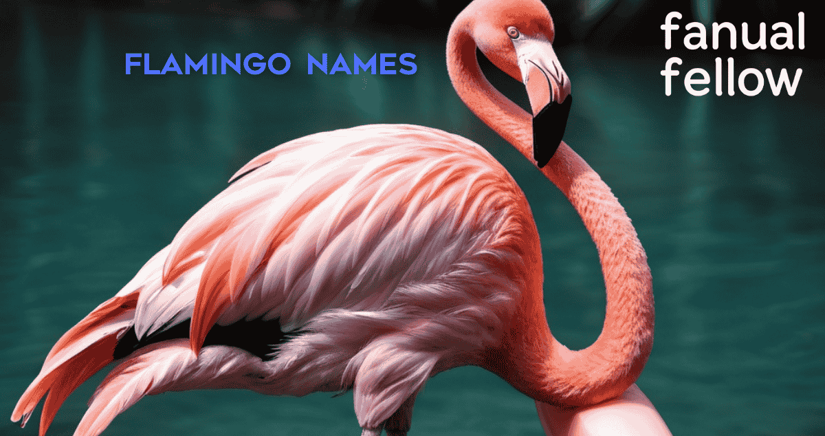 Flamingo names