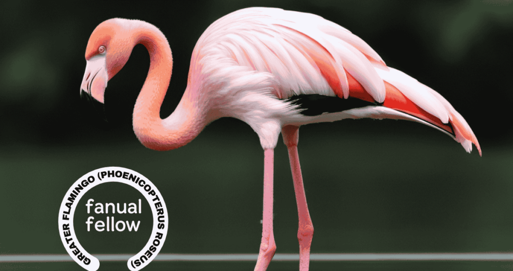 Greater Flamingo (Phoenicopterus roseus)