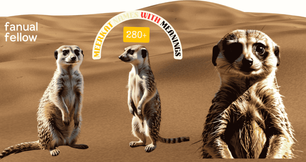 Meerkat Names With Meanings