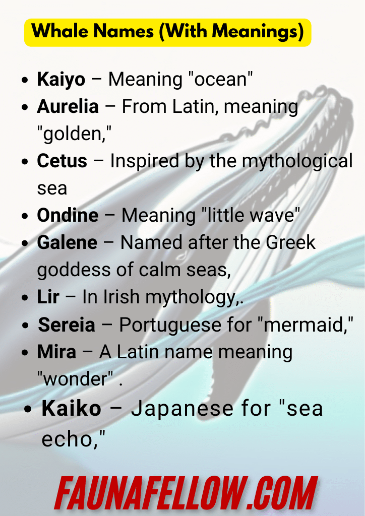 Whale Names (With Meanings)