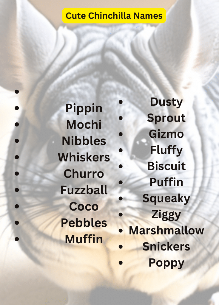 🦮 Cute Chinchilla Names With Meaning 🦮