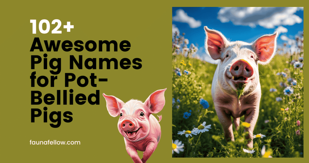 102+ Awesome Pig Names for Pot-Bellied Pigs