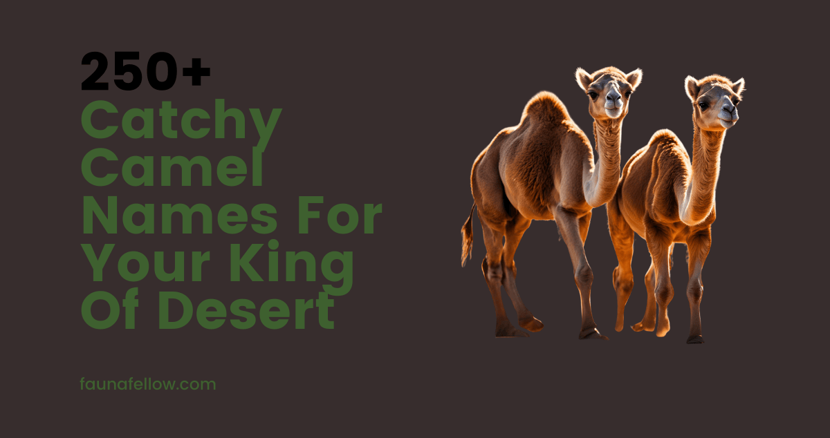 250+catchy camel names with meanings