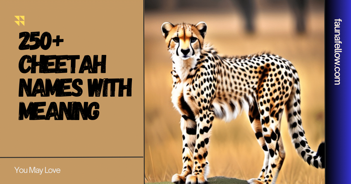 250+ Cheetah Names with Meaning