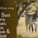 300+ Best Zebra Names: Cute, Creative & Unique