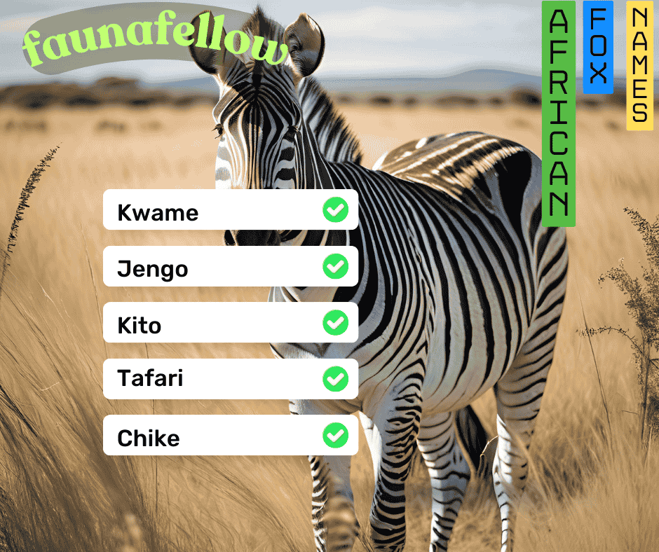 African zebra names