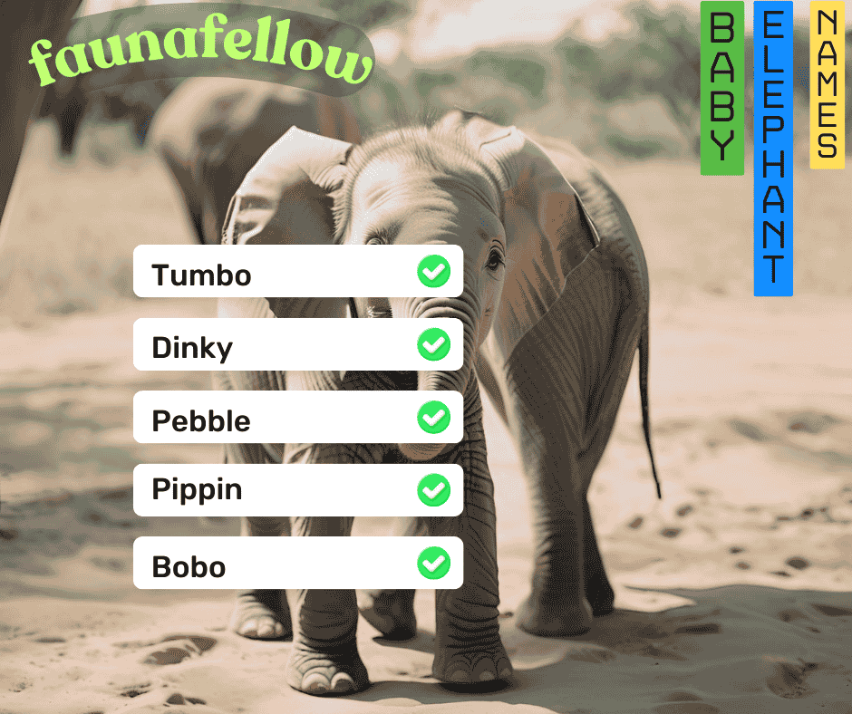 Baby Elephant Names