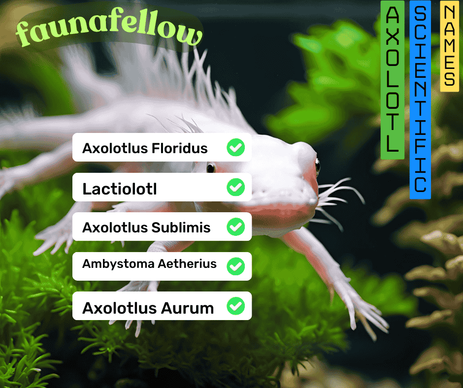 Leucistic Axolotl Scientific Name List