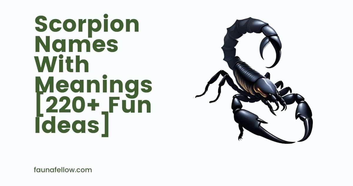 Scorpion Names With Meanings [220+ Fun Ideas]