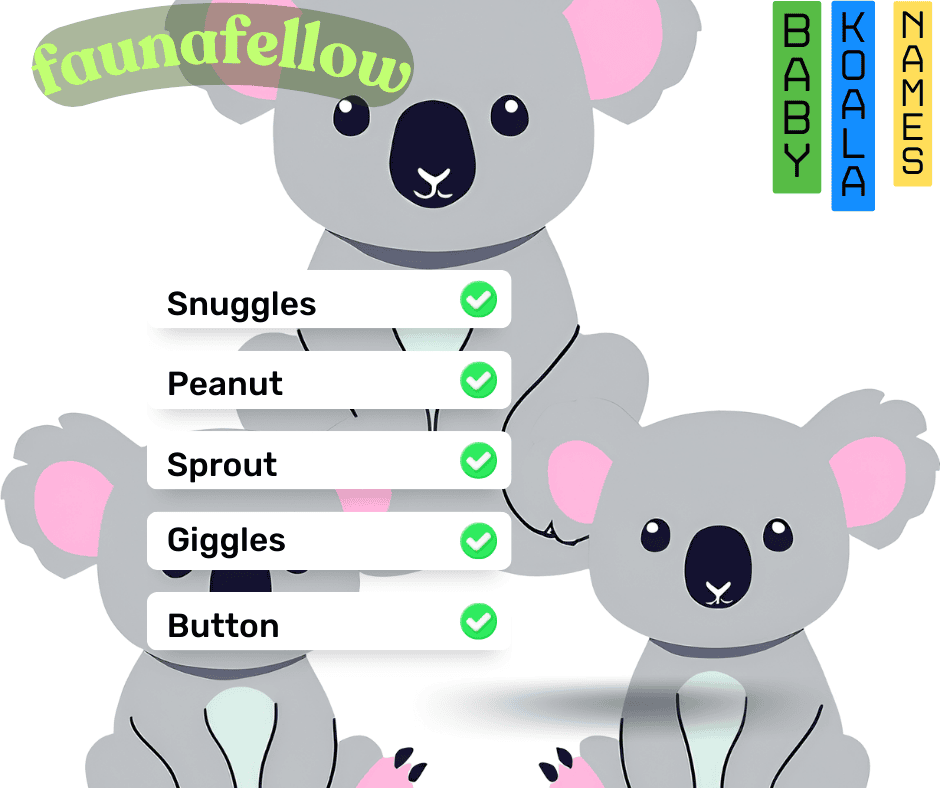 baby koala names