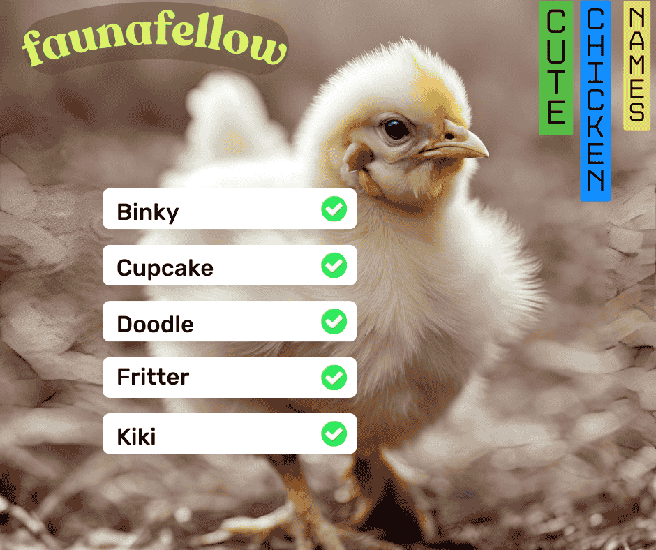 cute chicken names