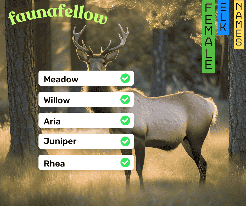 female elk names